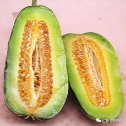 蜜瓜品鉴会专业吃瓜,舌尖上的甜蜜之旅