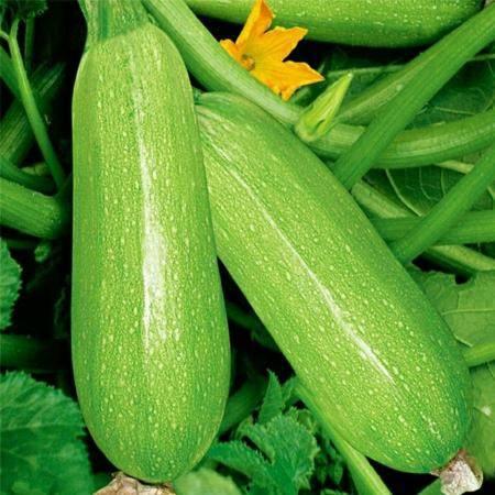 梦见摘死去奶奶种的瓜吃