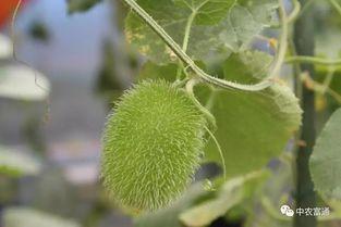 白衣黑皮吃瓜,揭秘娱乐圈幕后风云