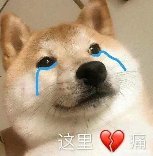 偷瓜吃的动物,揭秘那些偷吃瓜的动物们