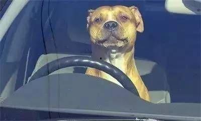 网红狗宁坐牢,从网络红人到牢狱生涯的蜕变