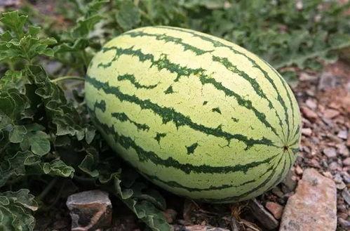 带你吃瓜之奇葩西瓜,带你领略“带你吃瓜之奇葩西瓜”的独特魅力