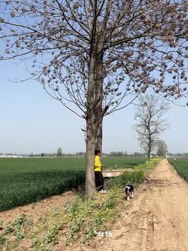 头条作者白杨,揭秘头条作者背后的故事与创作灵感