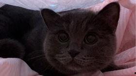 猫喜欢吃葫芦瓜,葫芦瓜成猫咪新宠