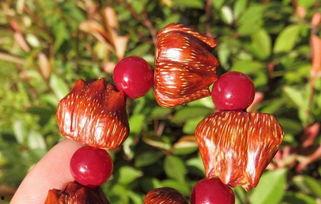 昙花一羡的几个网红,揭秘昙花一羡的崛起与陨落